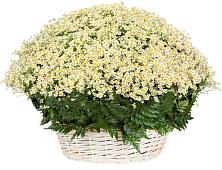 Цветочная композиция из Ромашки в корзине #REPLACE_PRED# Стерлибашево